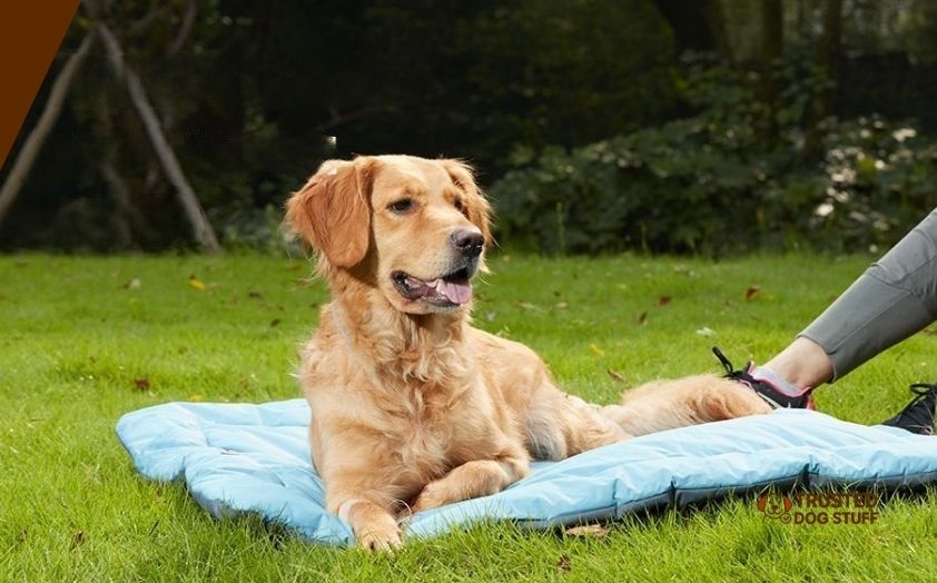 best dog bedding for outside