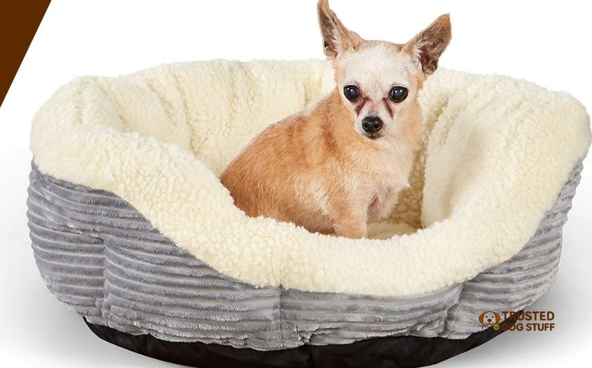 best dog beds for chihuahua