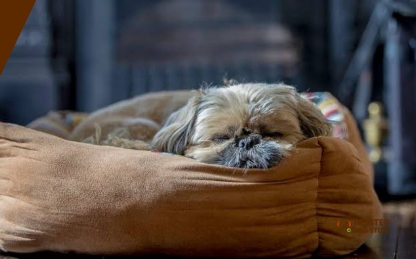 best dog beds for shih tzu