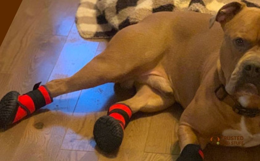 best dog booties for hardwood floors