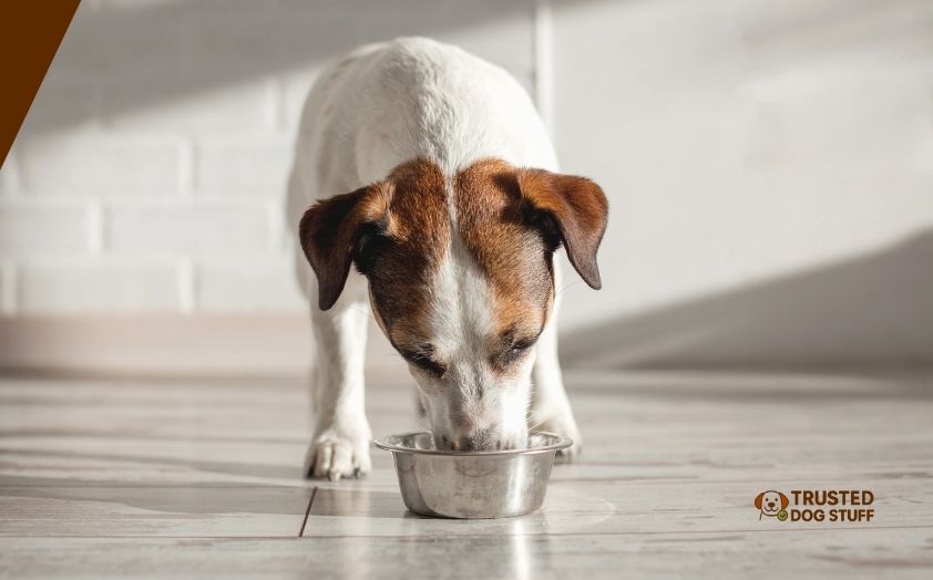 best dog bowls for messy drinkers