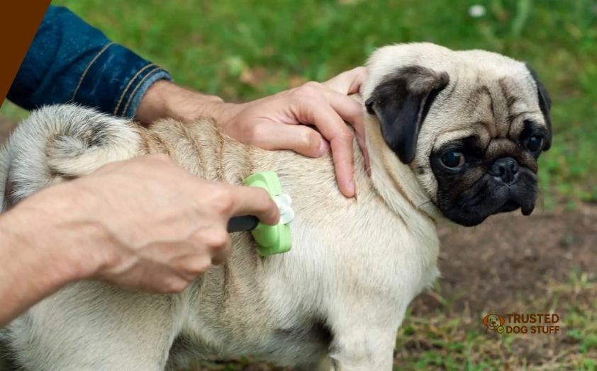 best dog brushes for pugs