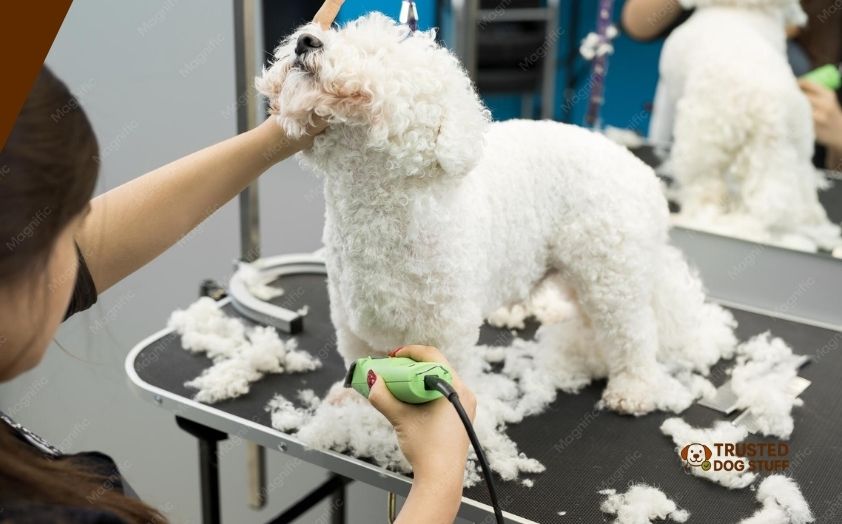 best dog clippers for bichon frise