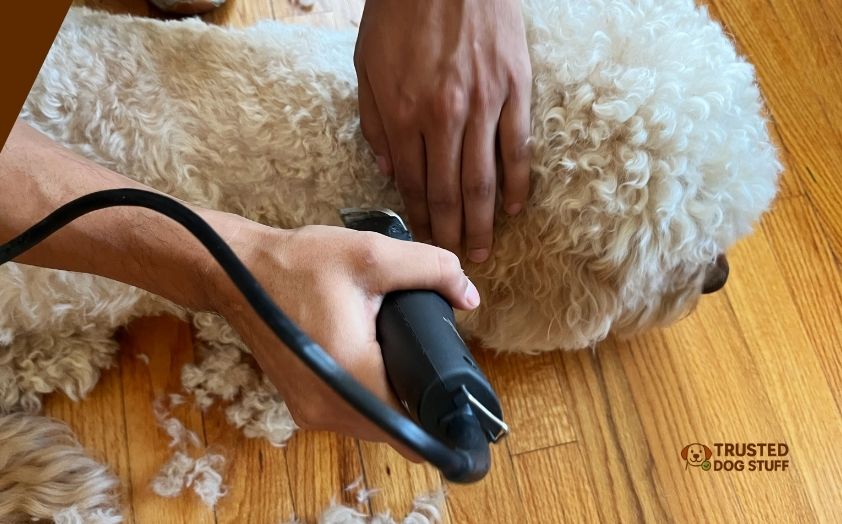 best dog clippers for cockapoo