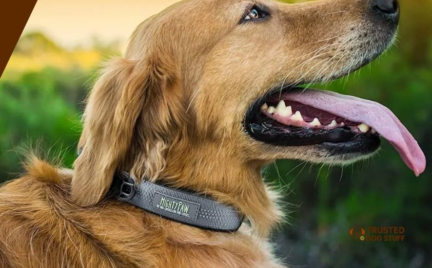 best dog collars for long hair