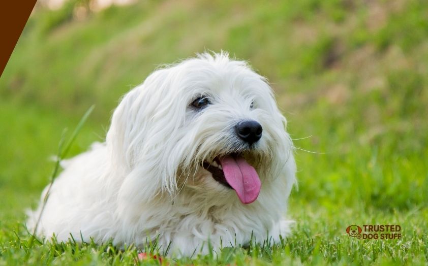 best dog foods for coton de tulear