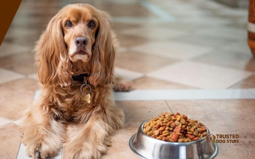 best dog foods for english cocker spaniels