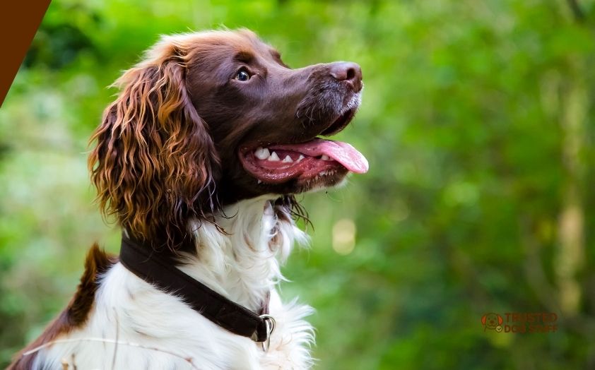 best dog foods for english springer spaniels