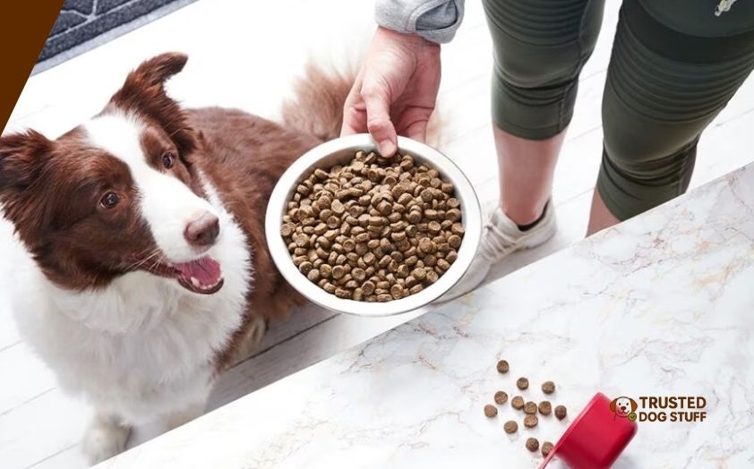 best dog foods for great danes with sensitive stomachs