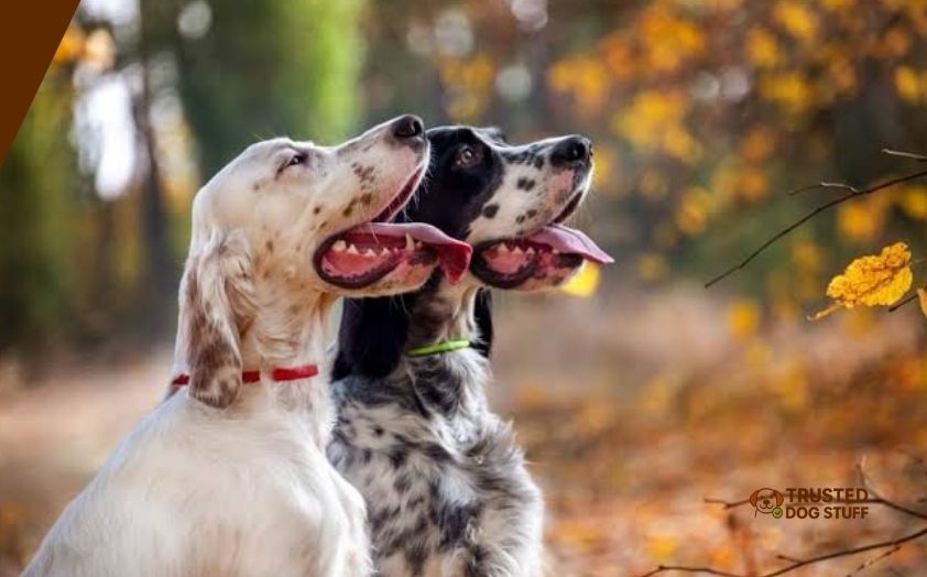 best dog foods for hunting hounds