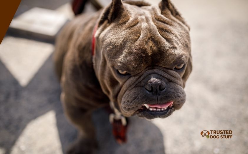 best dog foods for micro bullies