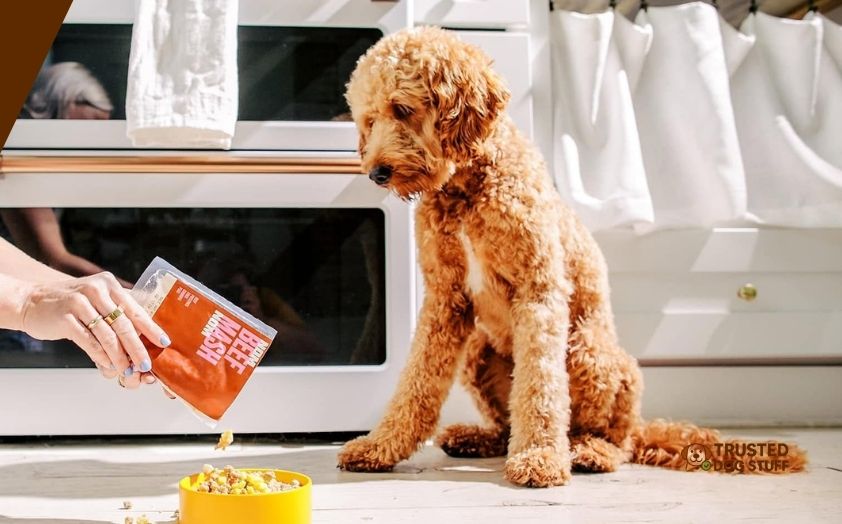 best dog foods for morkies