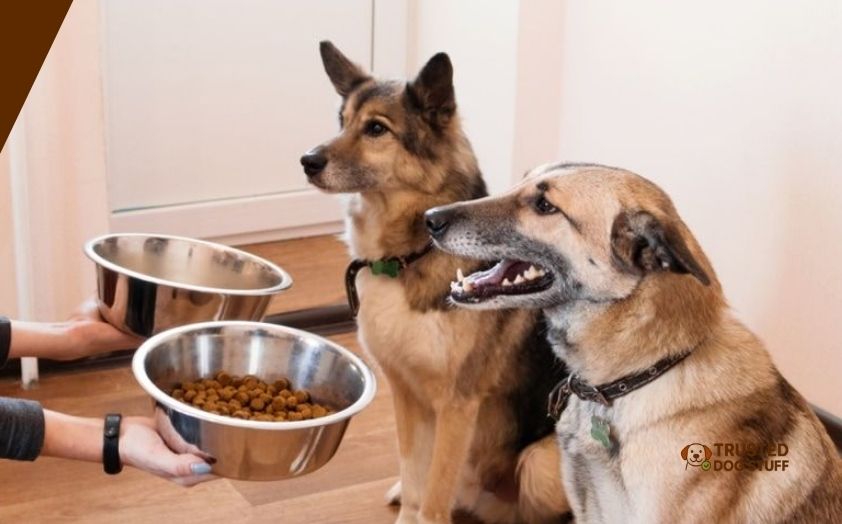best dog foods for muscle growth
