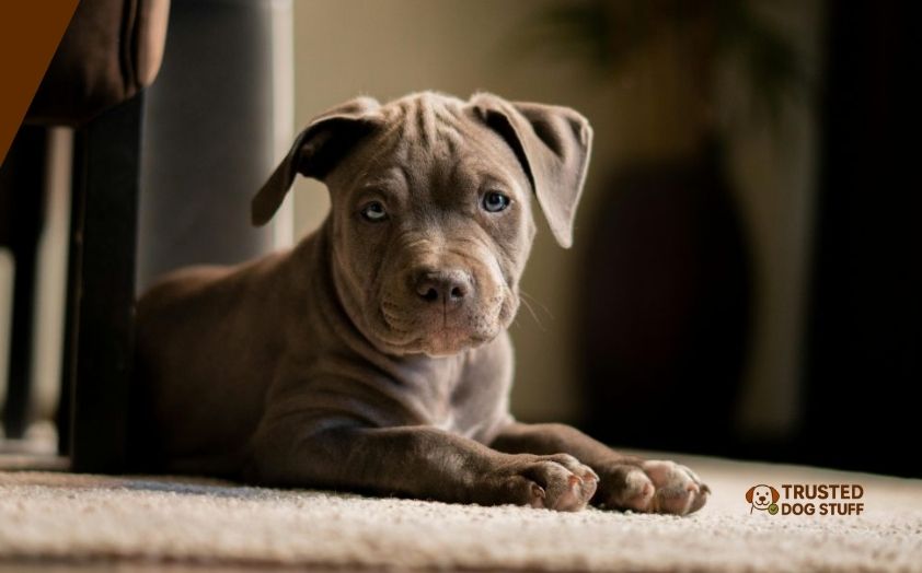best dog foods for pitbull puppies to gain muscle