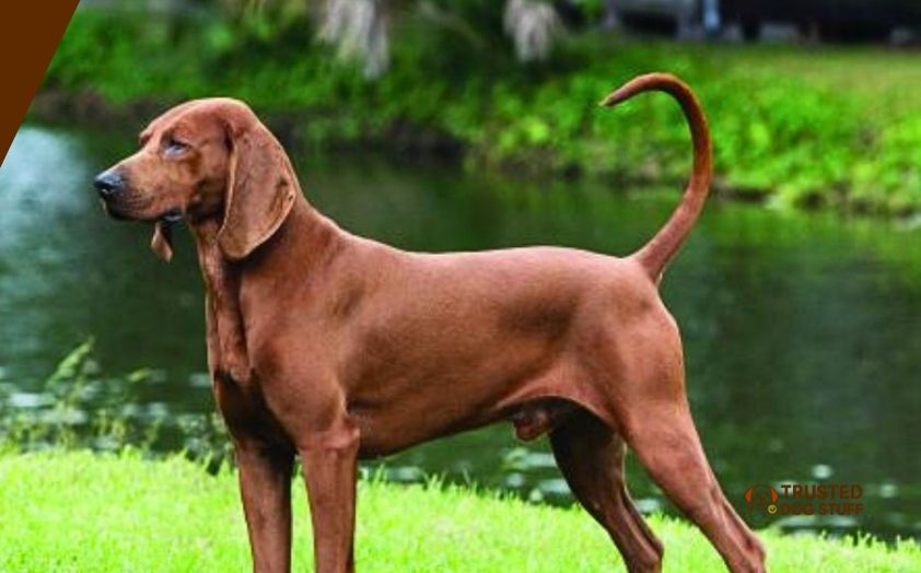 best dog foods for redbone coonhounds