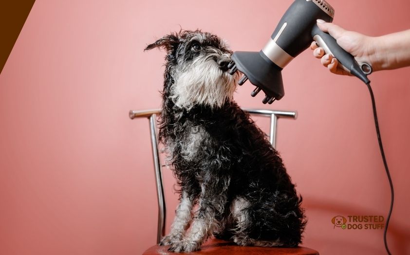 best dog hair dryers for doodles
