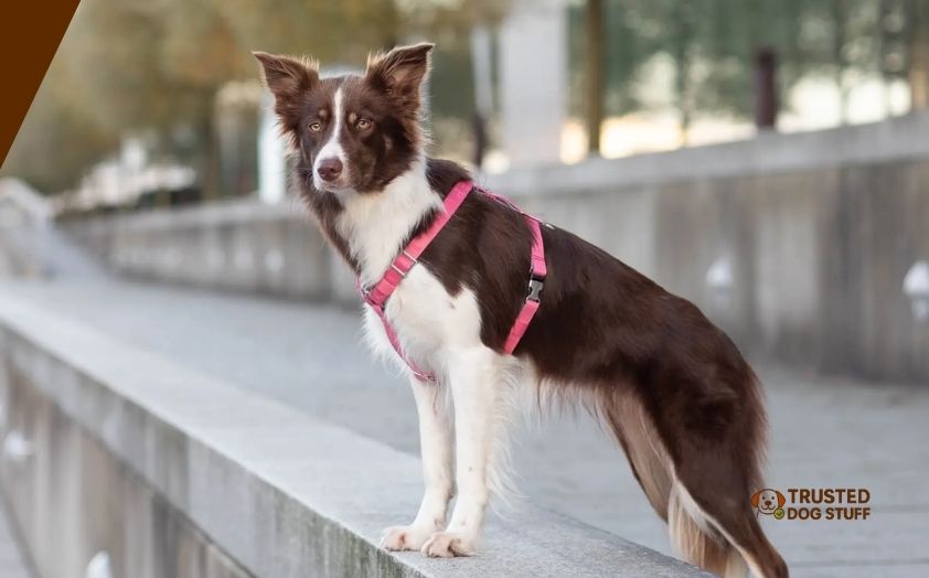 best dog harnesses for border collie