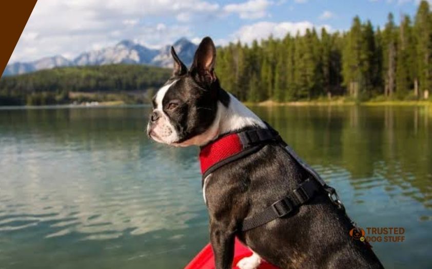best dog harnesses for boston Terriers
