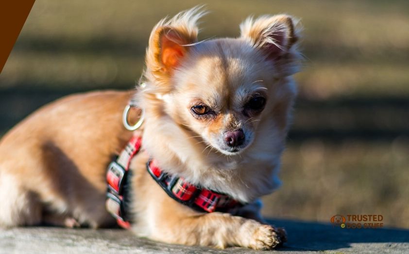 best dog harnesses for chihuahua