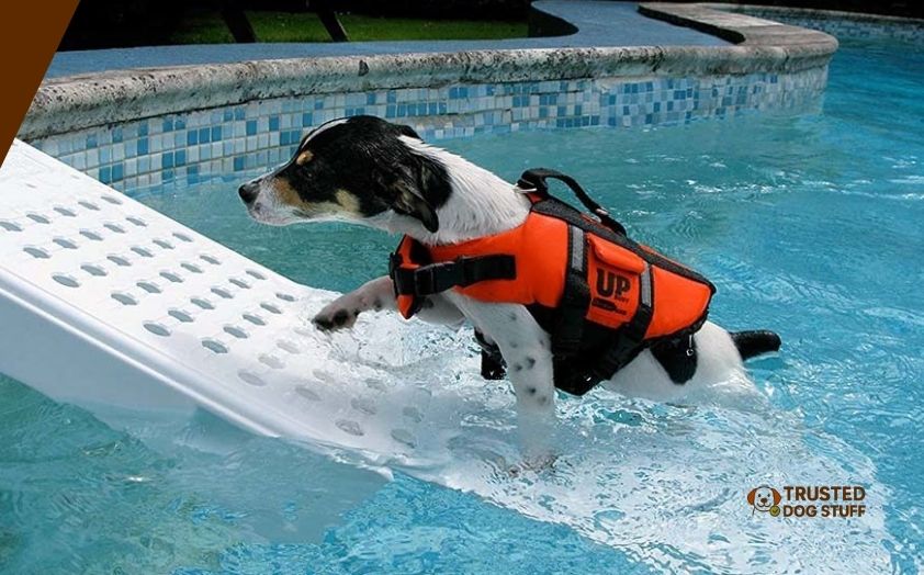 best dog ramps for above ground pools