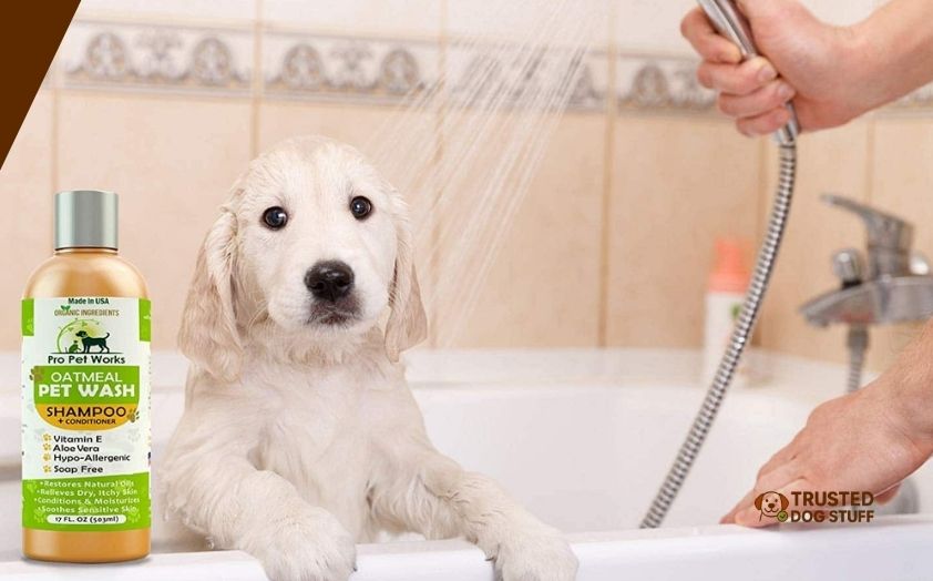 best dog shampoos for long lasting scent