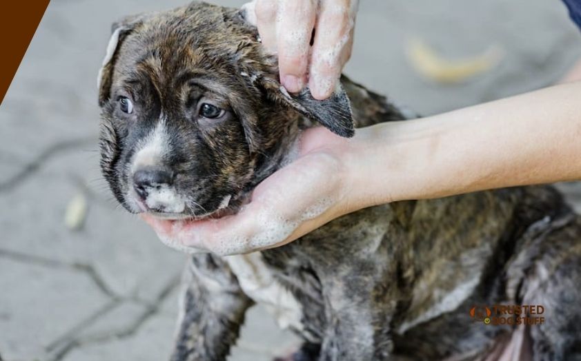best dog shampoos for pitbulls