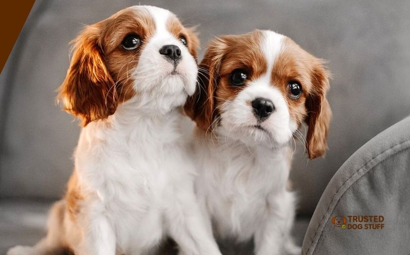 best dog treats for cavalier king charles