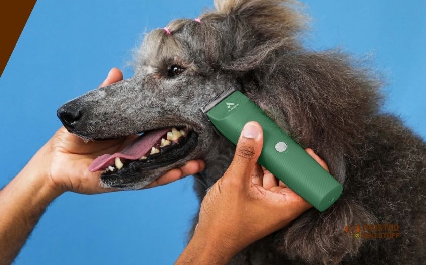 best dog trimmers for thick hair