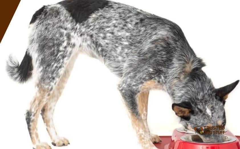 best dry dog foods for blue heelers