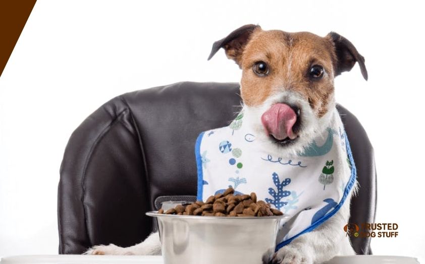 best dry dog foods for dalmatians