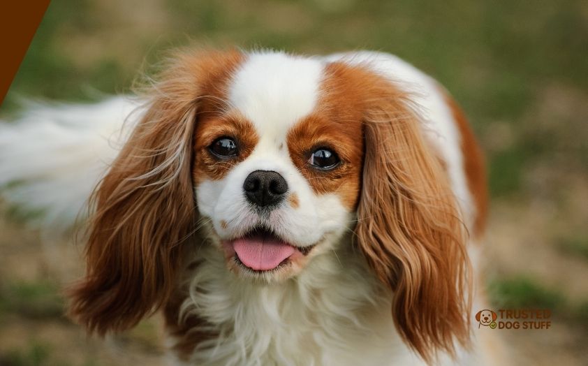 best dry dog foods for king charles