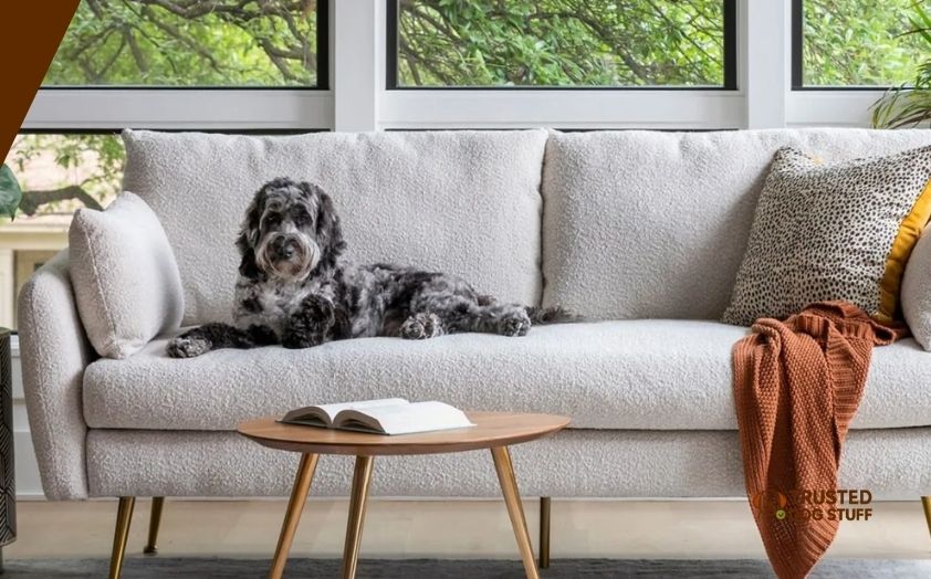 best fabrics for couch with dogs