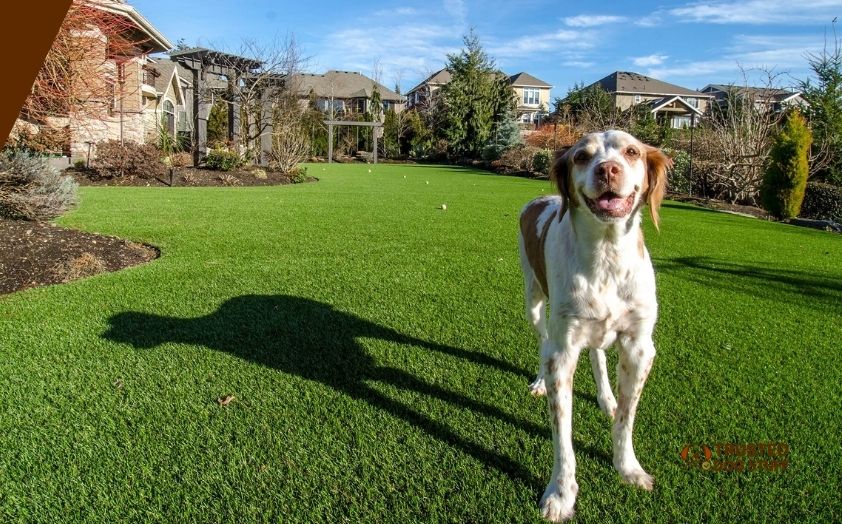 best ground cover for dog area