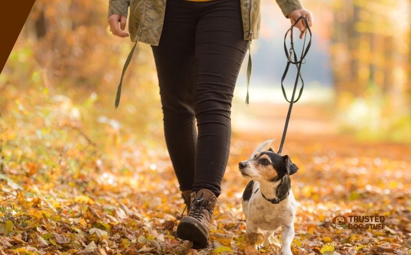 best leashes for reactive dogs