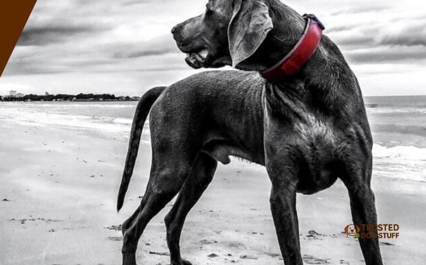 best perimeter shock collars for dogs