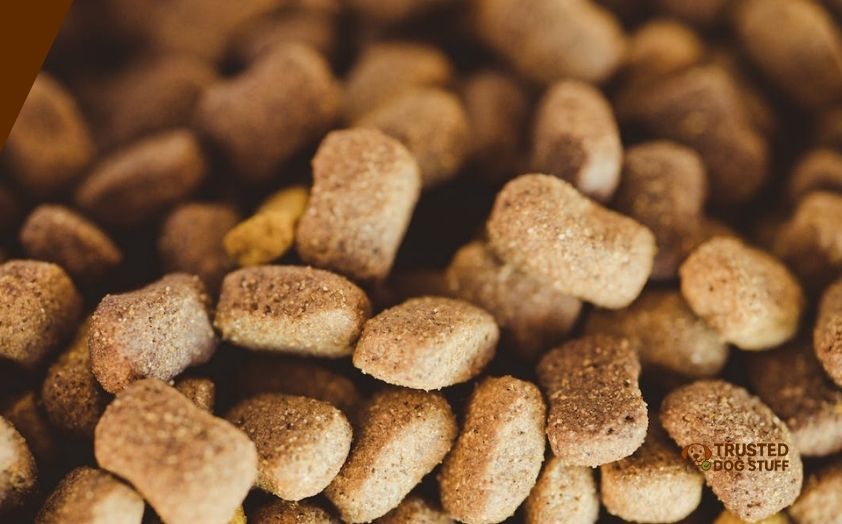 best salmon dog foods for skin allergies