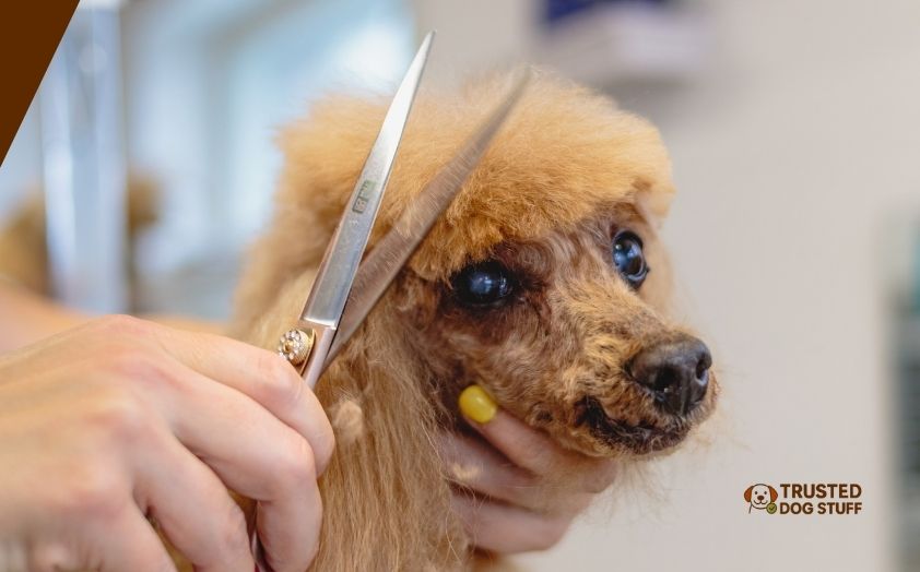 best scissors for dog grooming