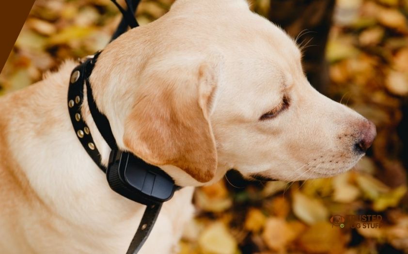 best shock collars for big dogs