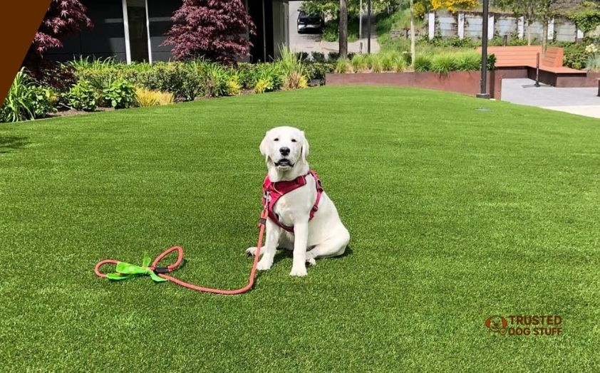best synthetic grasses for dogs
