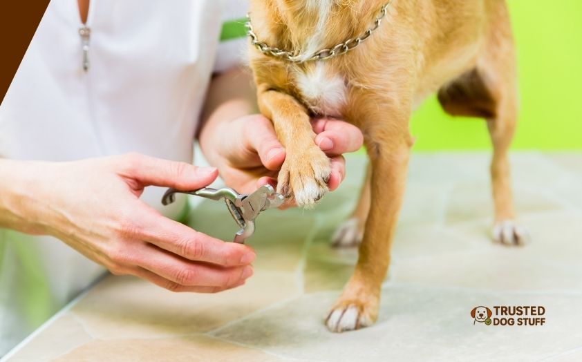 best trimmers for dog paws