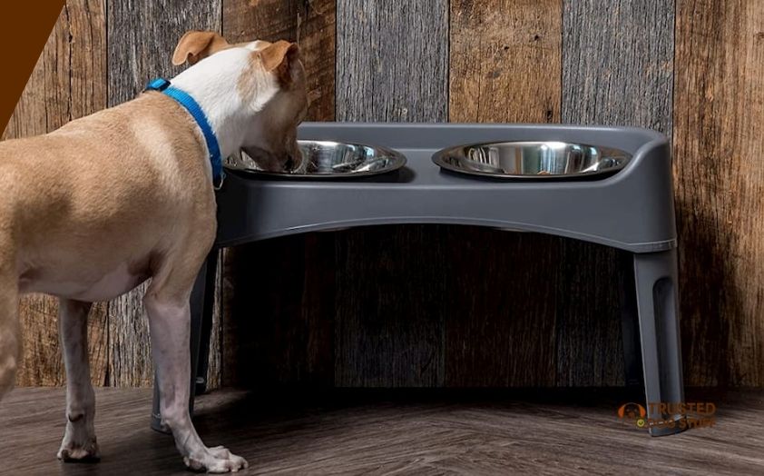 best water bowls for messy dogs