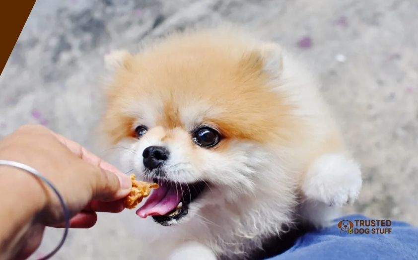 best wet dog foods for pomeranians