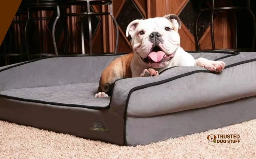 best dog beds for english bulldogs