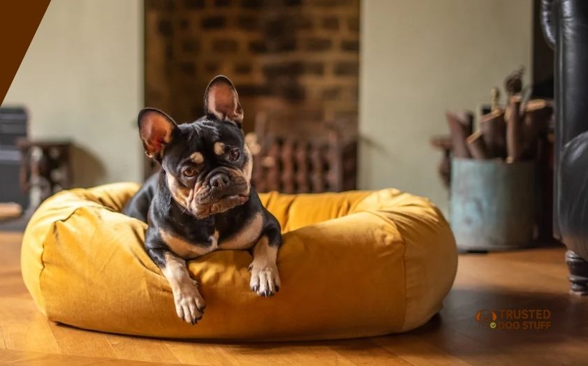 best dog beds for frenchies