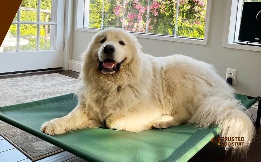best dog beds for great pyrenees