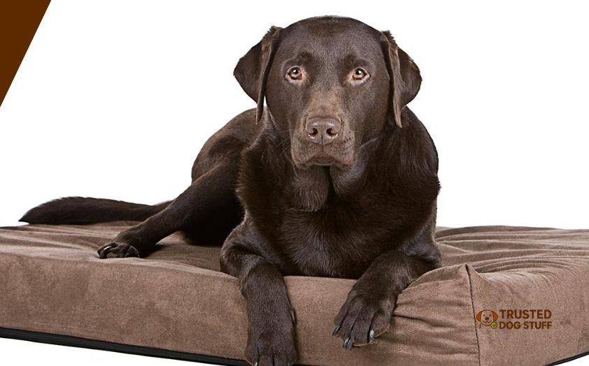 best dog beds for labs