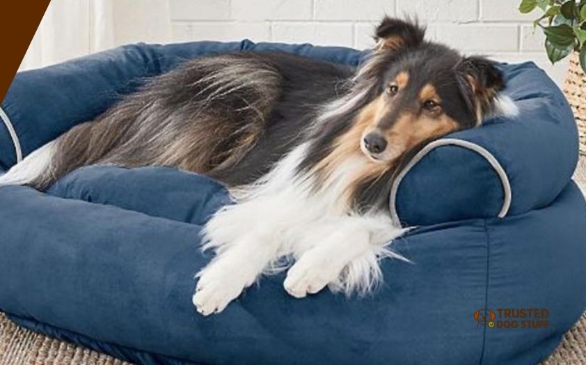 best dog beds for newfoundland
