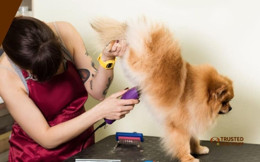 best dog clippers for pomeranians