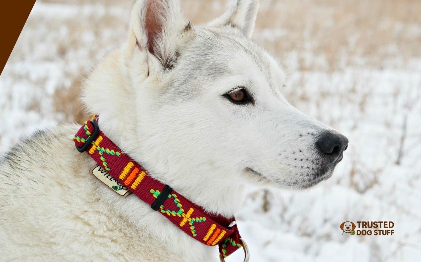 best dog collars for husky