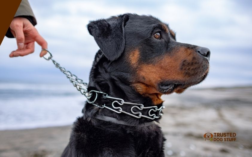 best dog collars for rottweiler
